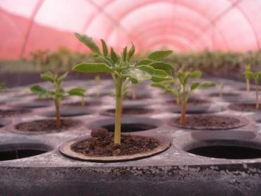 Young moringa seedlings growing in nursery trays after seed germination, ready for further cultivation.