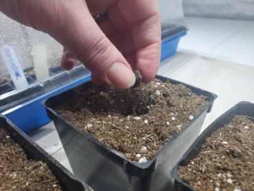 Planting a seed in soil.