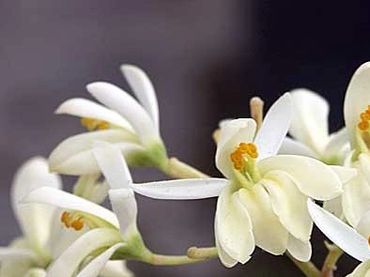 Fresh white Moringa oleifera flowers blooming on a moringa tree, showing the flowering stage of drumstick cultivation.
