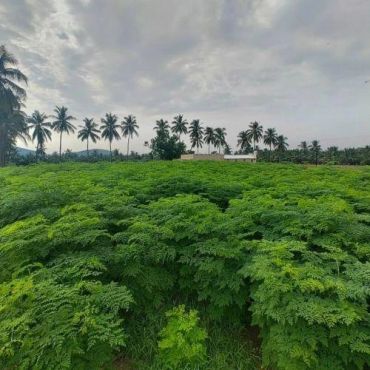 Lush green agricultural plantation with rows of leafy crops and coconut palm trees in the background under a cloudy sky.