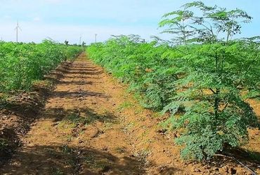 Green moringa plantation with healthy plants growing in organized rows and a soil pathway between the fields.