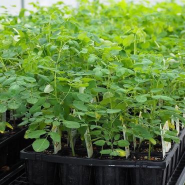 Healthy green moringa seedlings growing in nursery trays, showing early plant growth and development.
