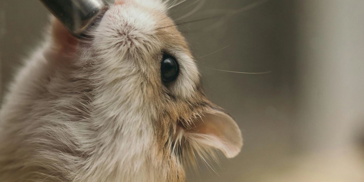 Close-up of a hamster drinking from a bottle nipple.