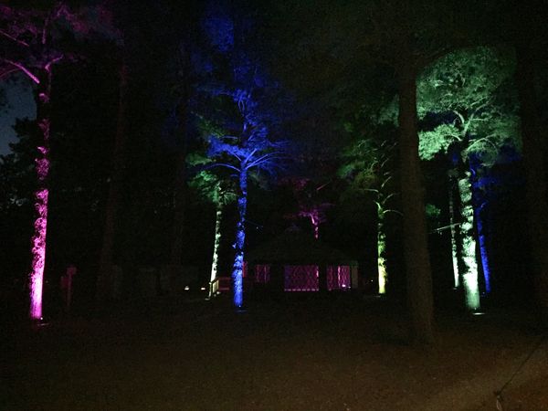 Enchanted Forrest feel