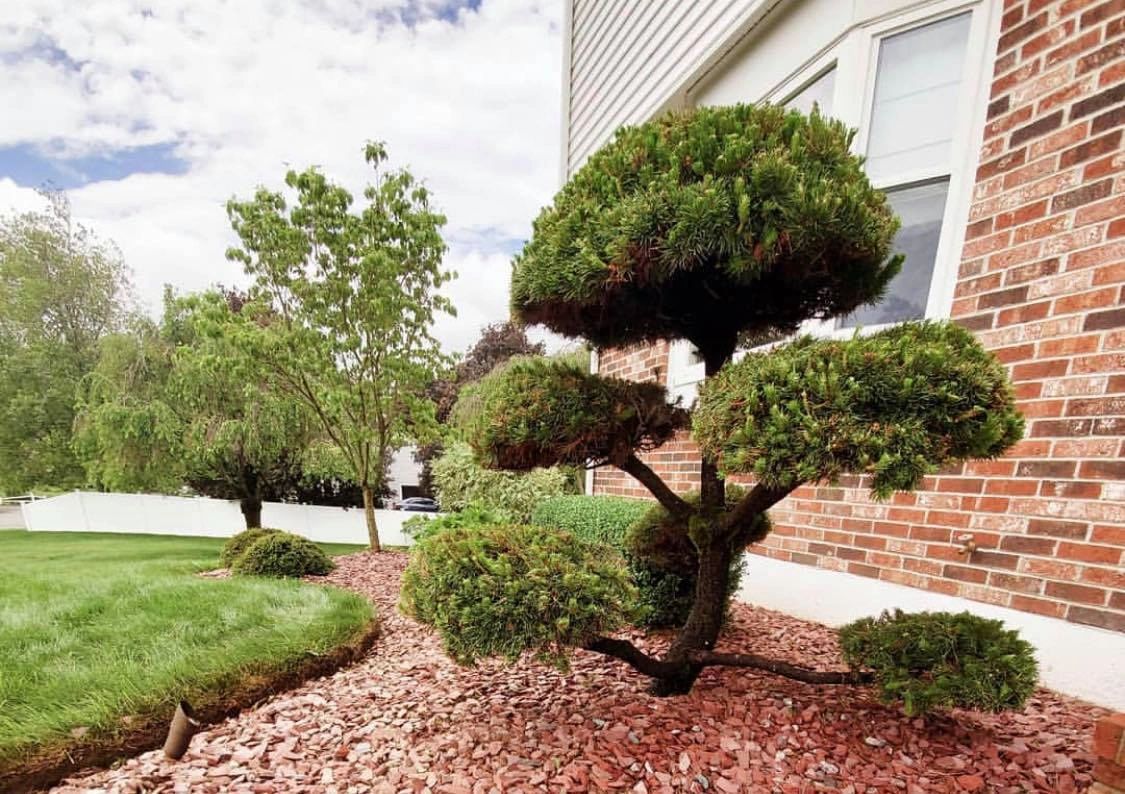 NH Tree Preservation NH Tree Preservation