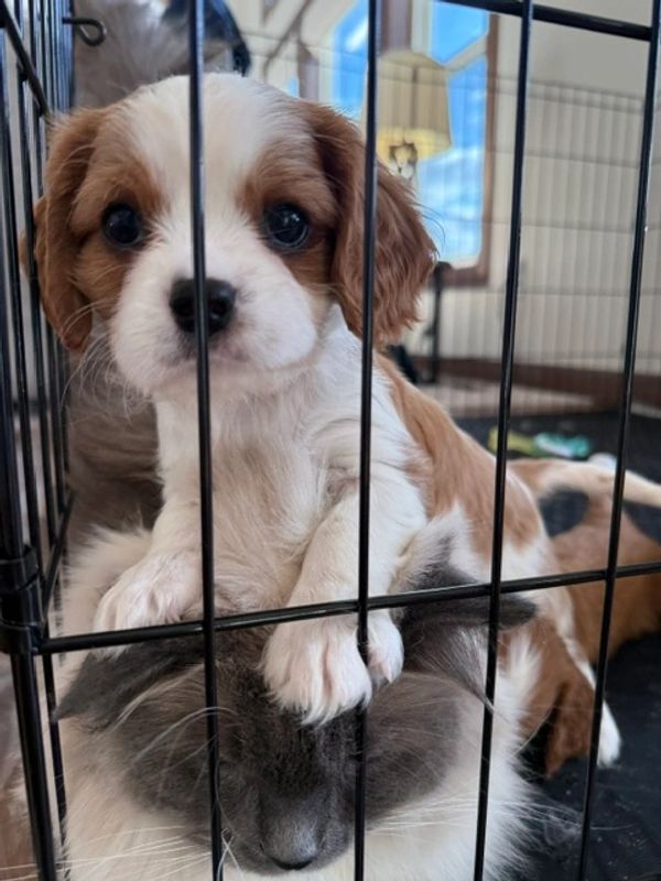 Puppy resting on a cat inside a cage.