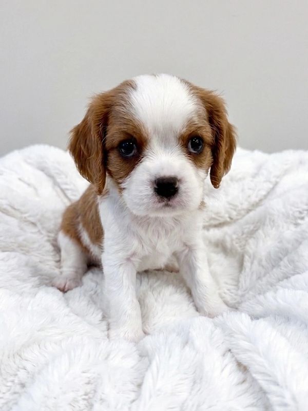 Cute brown and white puppy sitting on a fluffy blanket.