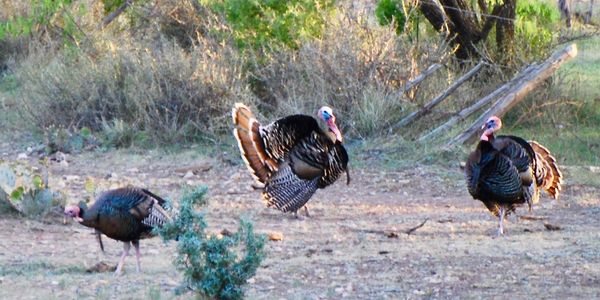 Gobblers strutting and eating.