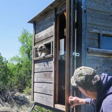 Raccoon coming out of a hunting blind window while hunter holds door open and waits.