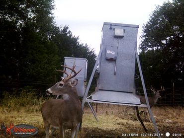 White tailed buck in sanctuary area