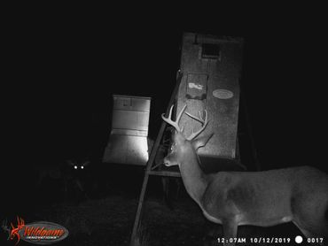 White tailed buck in sanctuary area