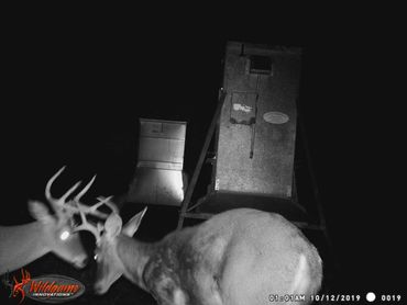 White tailed bucks clashing in sanctuary area