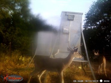 White tailed bucks in sanctuary area