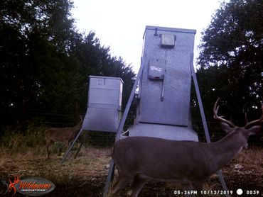 White tailed buck in sanctuary area