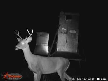 White tailed buck in sanctuary area