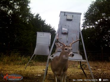 White tailed buck in sanctuary area