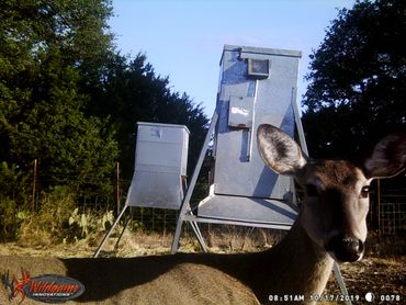 White tailed doe at feeder in sanctuary area