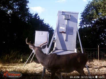 White tailed buck in sanctuary area
