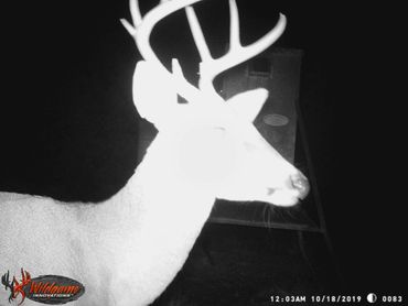 White tailed buck in sanctuary area