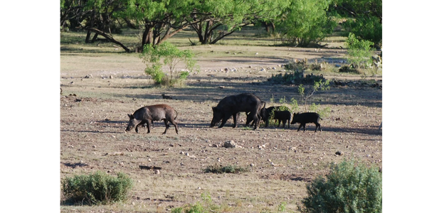 A group of hogs in the field