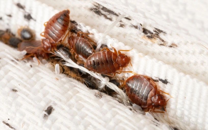 Close-up of bed bugs on a white fabric surface.