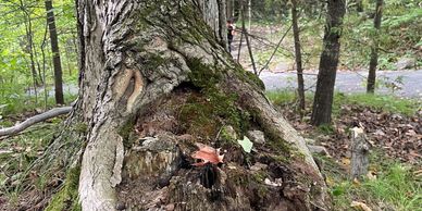 Tree exploration at outdoor adventure camp and forest school programs. Durham Region, ON