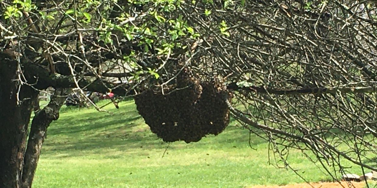 Swarm in tree 