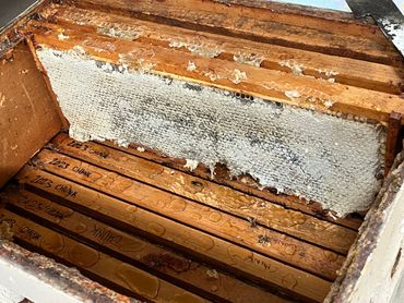 Honey frames in box ready for harvest.
