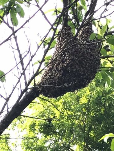 Swarm closeup