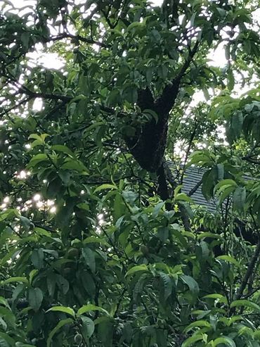 Swarm in peach tree