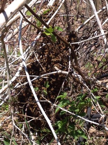Swarm in tangled stems