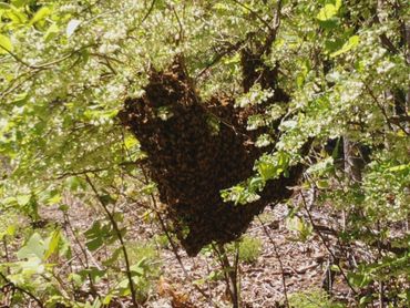 Swarm in blackberries