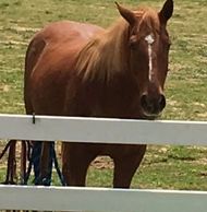 Horse that likes fun