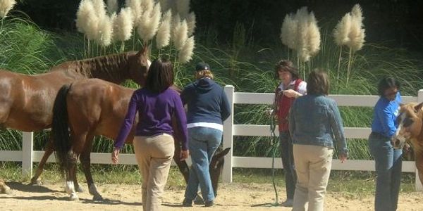 School counselors experience equine assisteed learning