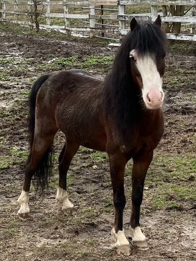 Horse looking at camera and standing still