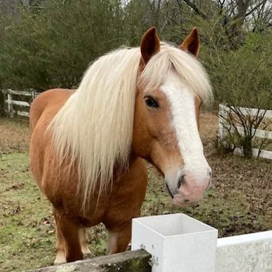 Farrah in the paddock