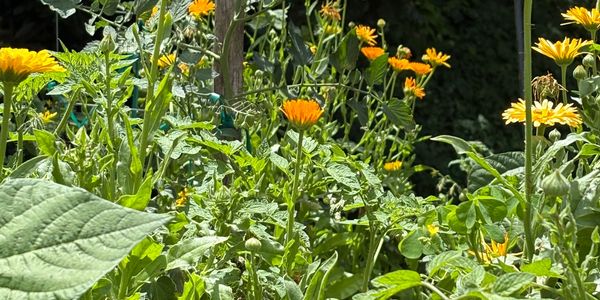 Herbs for holistic services and overall natural health