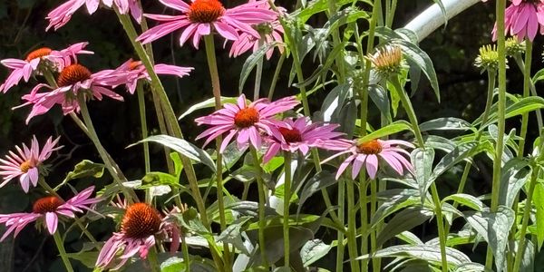 Herbs for holistic services and overall natural health