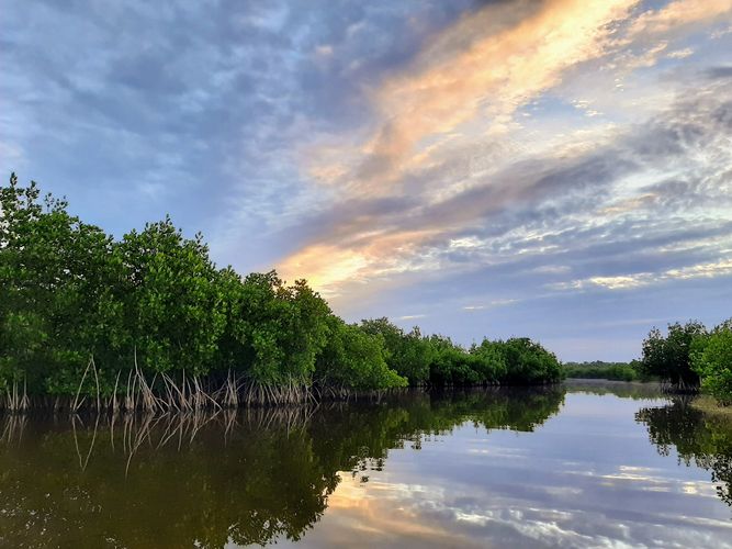 Everglades kayak mangrove tour at sunrise!