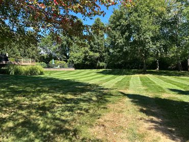 Sunlit backyard with striped lawn and shaded trees under a clear blue sky.