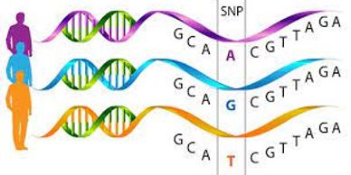 SNP Genotyping