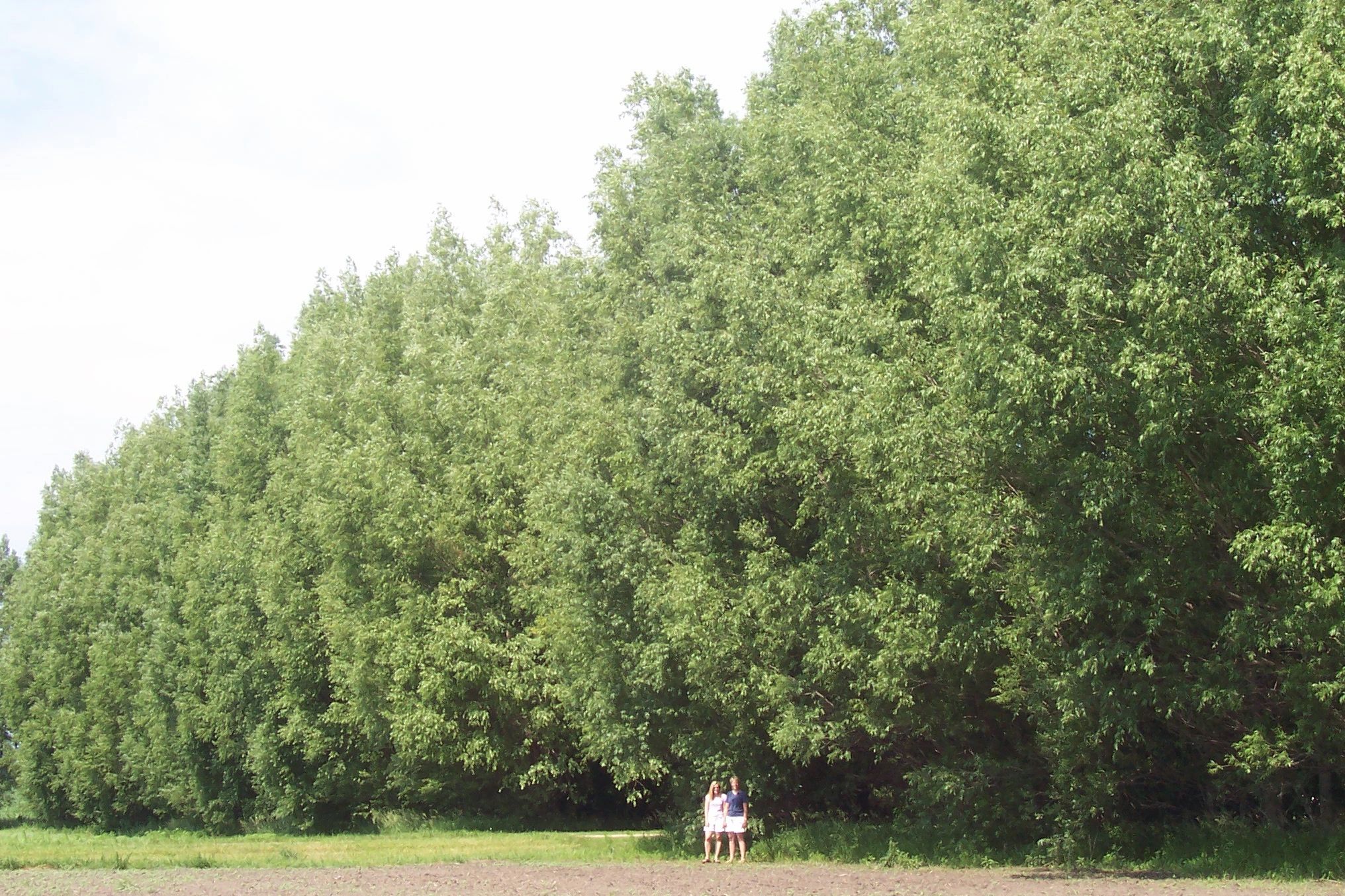 Karsten Nursery Hybrid Willow Hybrid Willow Fast Growing Trees