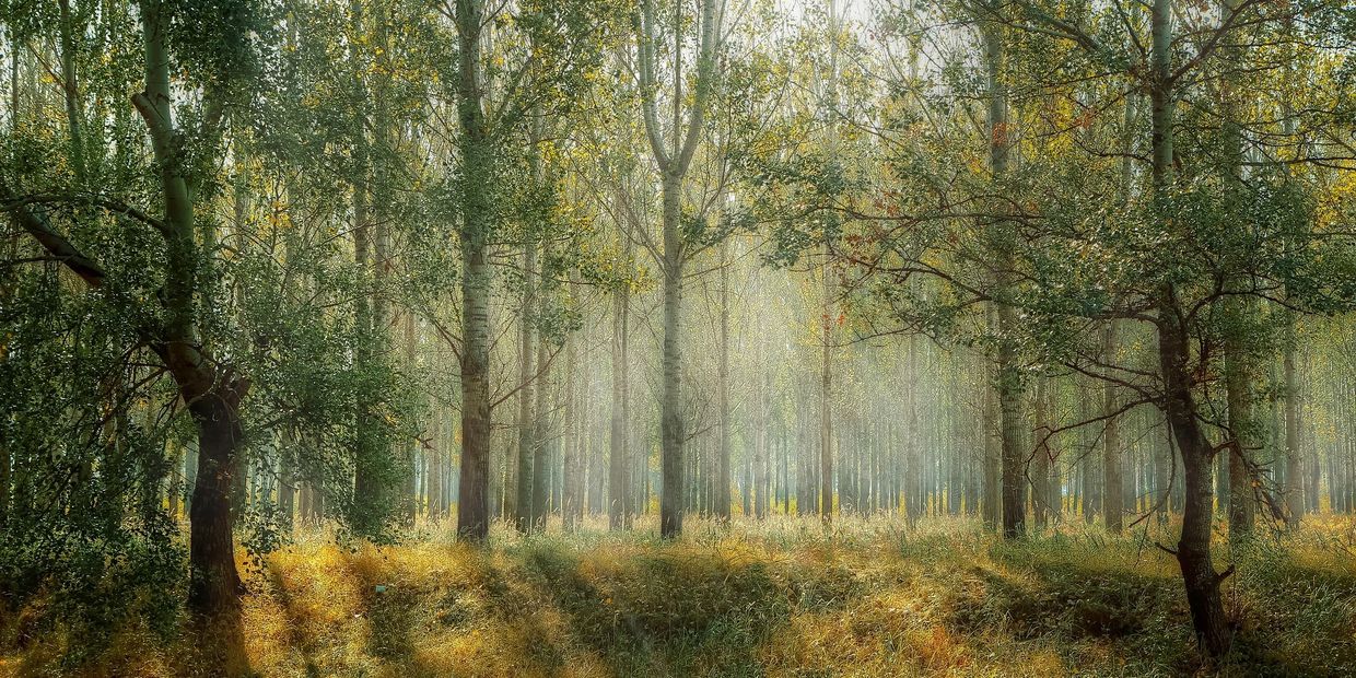 Woodland trees with sunlight streaming through