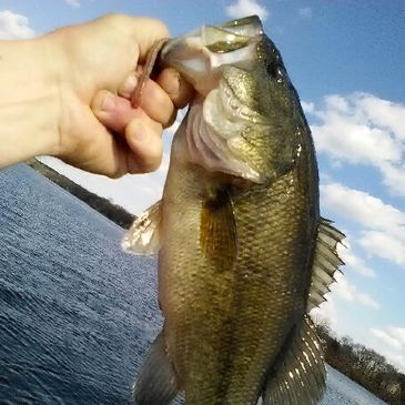 Fresh Catch of the Day. Open Mouth Bass in Buffalo Lake WI