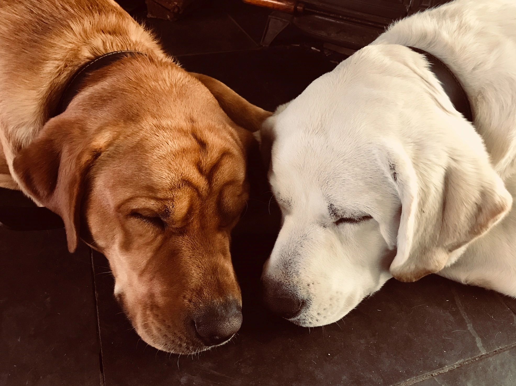 Labrador Puppies Labrador Puppies Adorable Lab Puppies