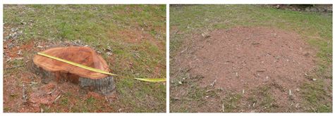 Before and After Stump Removal