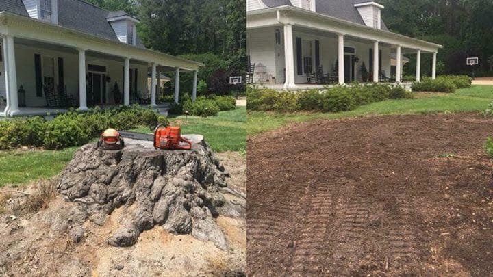Before and After Stump Removal