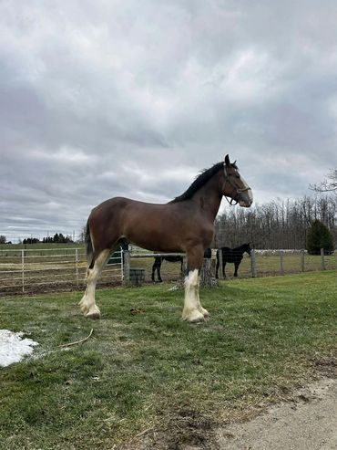Split Creek Rib - 3 Year old Gelding