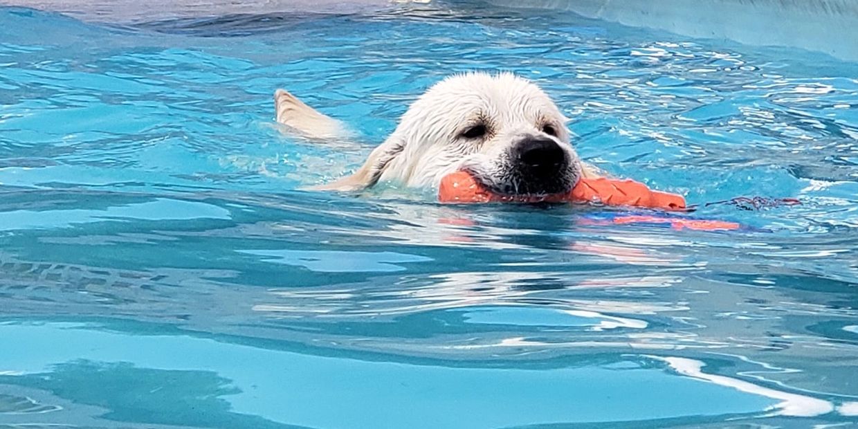 a dog swimming
