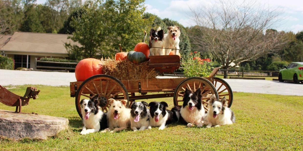 all the dogs giving pose for picture